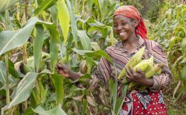 scijgh-ghanaian-woman-maize-farmer